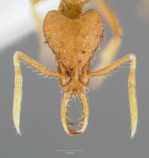 Strumigenys finator - CASENT0005537