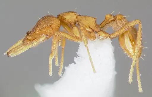 Strumigenys finator - CASENT0005537