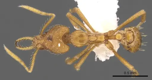 Strumigenys finator - CASENT0900722