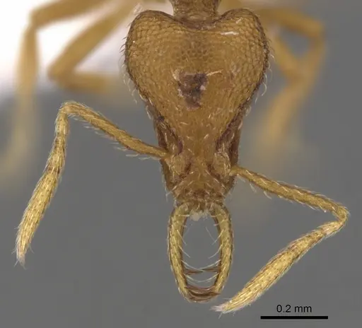 Strumigenys finator - CASENT0900722