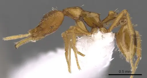 Strumigenys finator - CASENT0900722