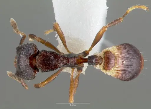 Strumigenys fisheri specimen