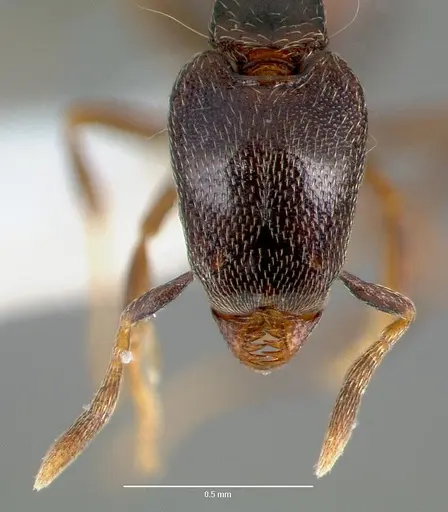 Strumigenys fisheri specimen