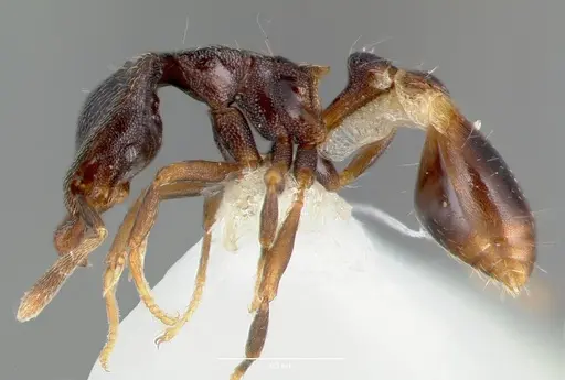 Strumigenys fisheri specimen