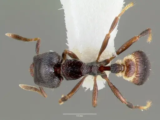 Strumigenys fisheri - CASENT0005653