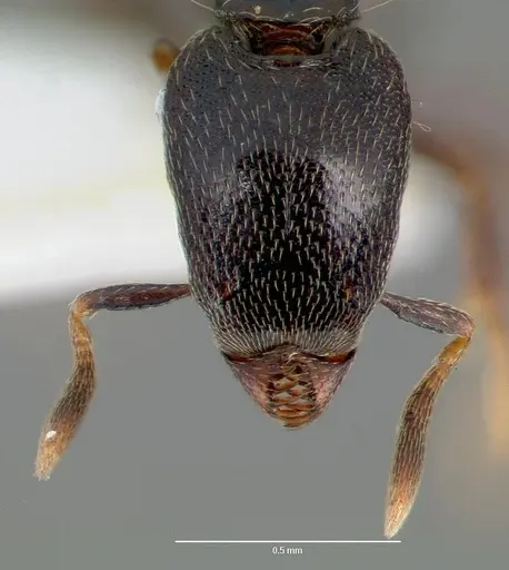 Strumigenys fisheri - CASENT0005653