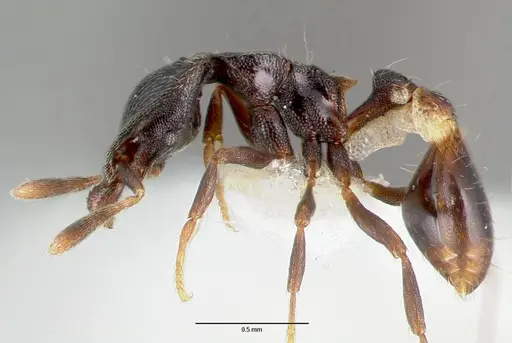 Strumigenys fisheri - CASENT0005653