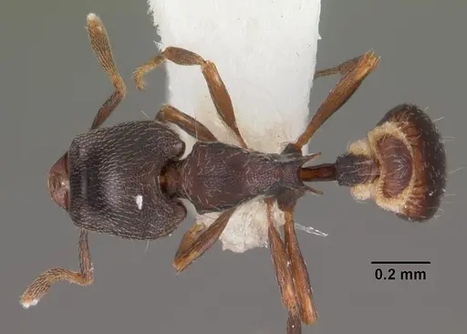 Strumigenys fisheri - CASENT0102256