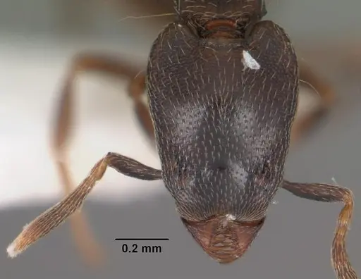 Strumigenys fisheri - CASENT0102256