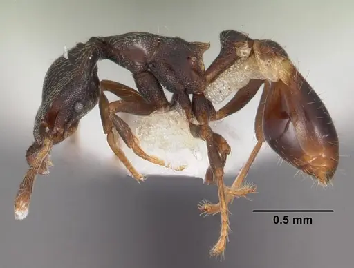 Strumigenys fisheri - CASENT0102256