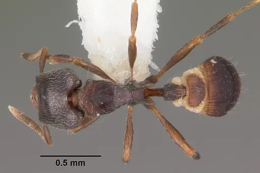 Strumigenys fisheri - CASENT0102257