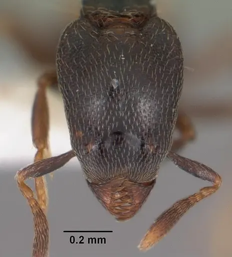 Strumigenys fisheri - CASENT0102257