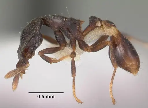 Strumigenys fisheri - CASENT0102257