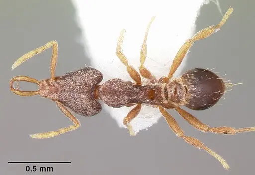 Strumigenys fixata specimen