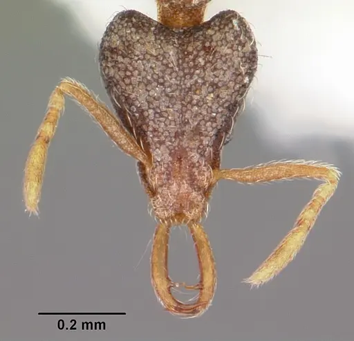 Strumigenys fixata specimen