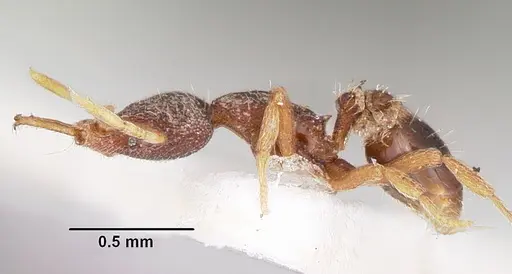 Strumigenys fixata specimen