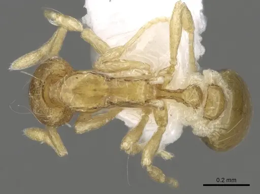 Strumigenys flagellata specimen