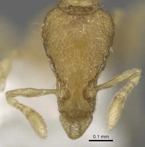 Strumigenys flagellata specimen