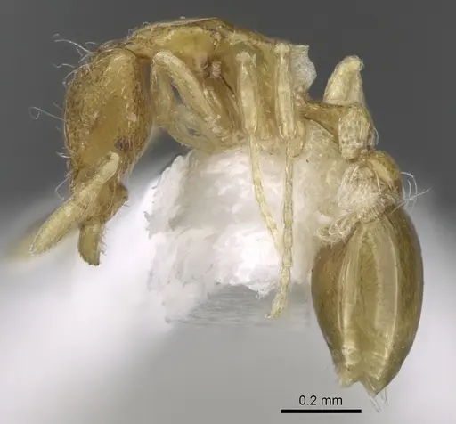 Strumigenys flagellata specimen