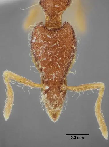 Strumigenys flavianae specimen
