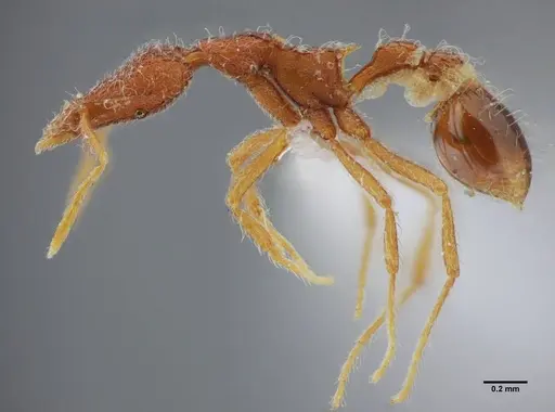 Strumigenys flavianae specimen