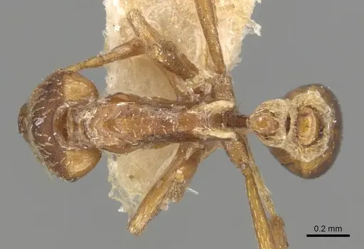 Strumigenys forficata specimen