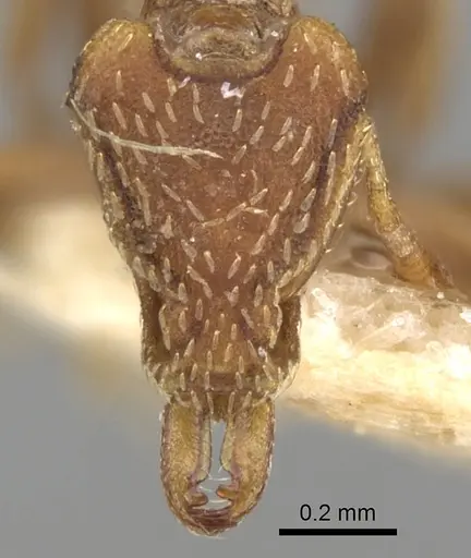 Strumigenys forficata specimen