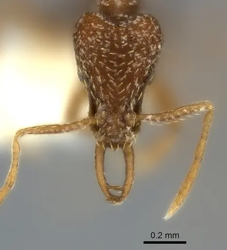 Strumigenys friedae specimen