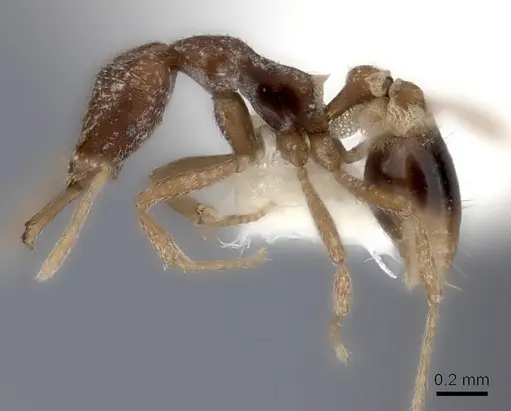 Strumigenys friedae specimen