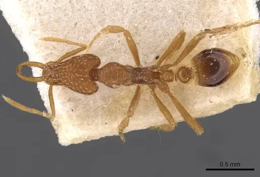 Strumigenys friedae - CASENT0909310