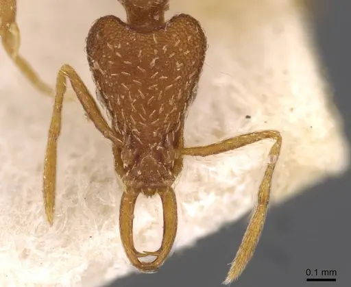 Strumigenys friedae - CASENT0909310