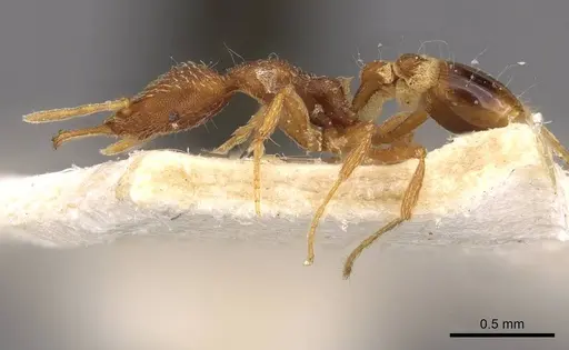 Strumigenys friedae - CASENT0909310