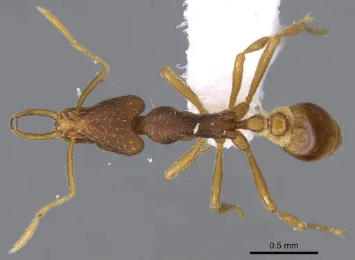 Strumigenys friedae - CASENT0914795