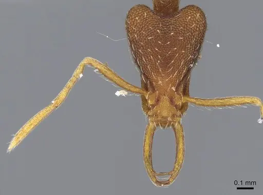 Strumigenys friedae - CASENT0914795