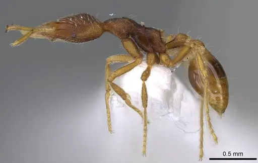 Strumigenys friedae - CASENT0914795