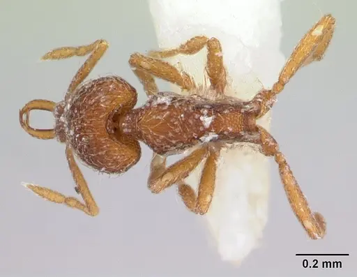 Strumigenys frivaldszkyi specimen