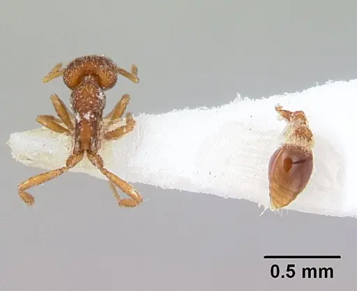 Strumigenys frivaldszkyi specimen