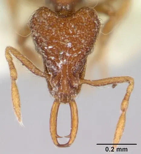 Strumigenys frivaldszkyi specimen