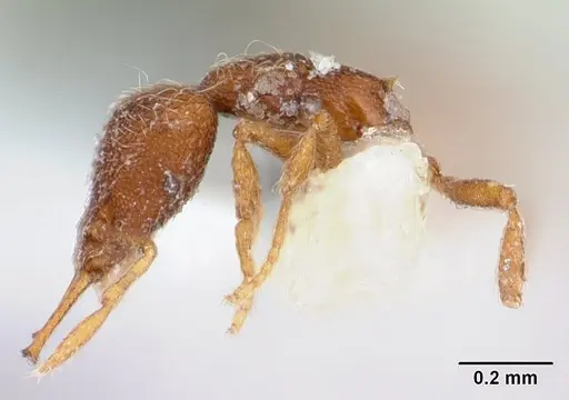 Strumigenys frivaldszkyi - CASENT0173561