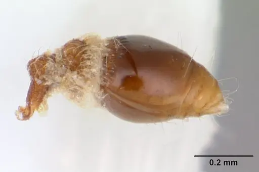 Strumigenys frivaldszkyi - CASENT0173561