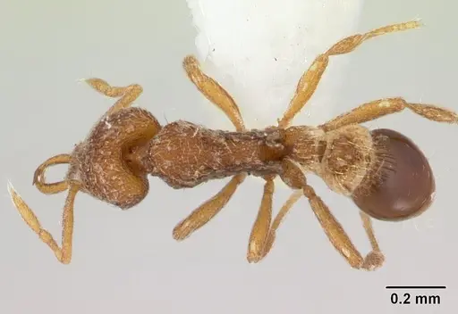 Strumigenys frivaldszkyi - CASENT0178456