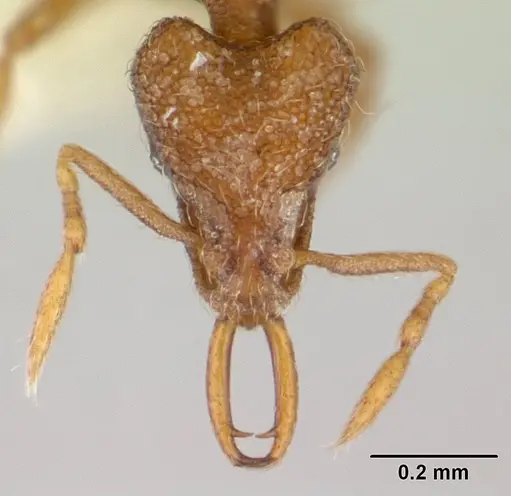 Strumigenys frivaldszkyi - CASENT0178456