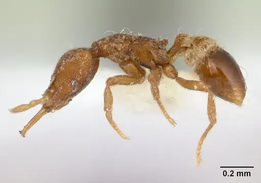 Strumigenys frivaldszkyi - CASENT0178456