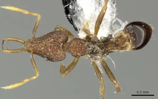 Strumigenys frivaldszkyi - CASENT0199963