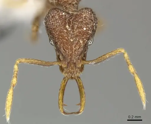 Strumigenys frivaldszkyi - CASENT0199963