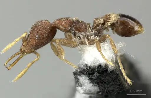 Strumigenys frivaldszkyi - CASENT0199963