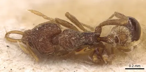 Strumigenys frivaldszkyi - CASENT0904947