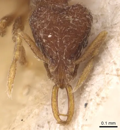 Strumigenys frivaldszkyi - CASENT0904947