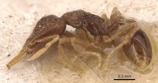 Strumigenys frivaldszkyi - CASENT0904947