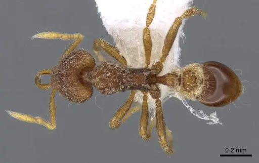 Strumigenys frivaldszkyi - CASENT0914796